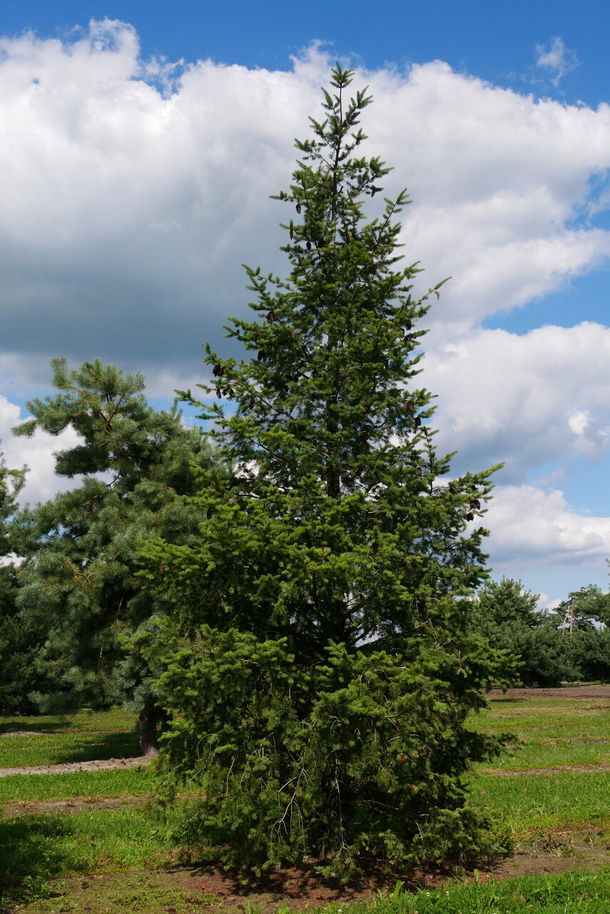 Pseudotsuga menziesii | Douglas fir - Van den Berk Nurseries